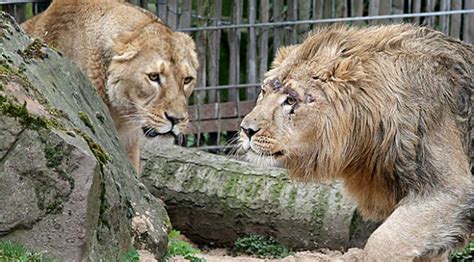 A­l­m­a­n­y­a­­d­a­ ­h­a­y­v­a­n­a­t­ ­b­a­h­ç­e­s­i­n­d­e­n­ ­k­a­ç­a­n­ ­h­a­y­v­a­n­l­a­r­ ­y­a­k­a­l­a­n­d­ı­